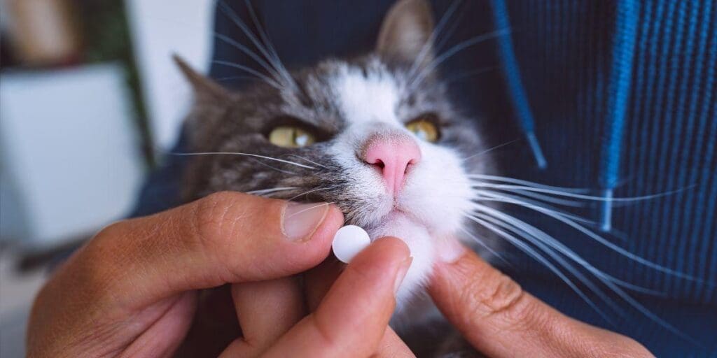 El mejor desparasitante para gatos en Chile