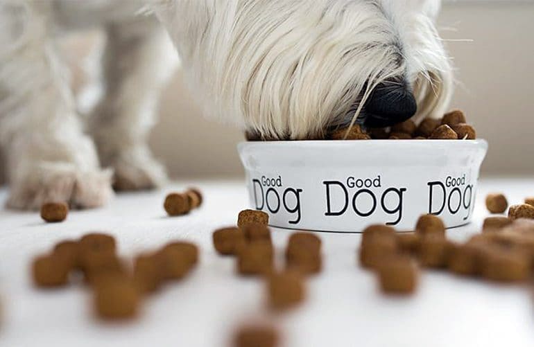 El mejor dispensador de comida para perros en Colombia