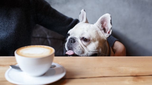 Los 5 Mejores Restaurantes Pet Friendly en Bogotá